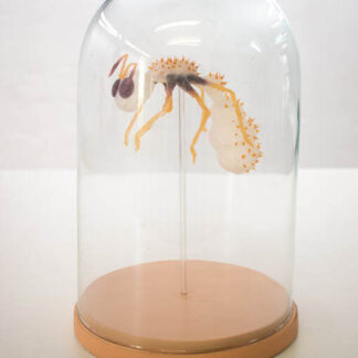 André Cardol - Sillycon 14 - Kunstadvies Hanneke Janssen