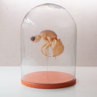 André Cardol - Sillycon 31 - Kunstadvies Hanneke Janssen