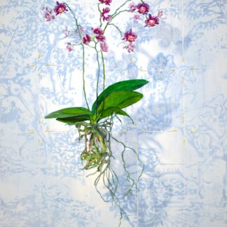 Nikkie Le Nobel - Floating Flowers 1 - Kunstadvies Hanneke Janssen