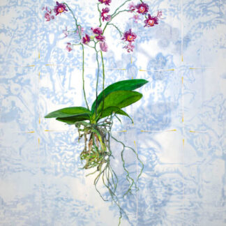 Nikkie Le Nobel - Floating Flowers 1 - Kunstadvies Hanneke Janssen