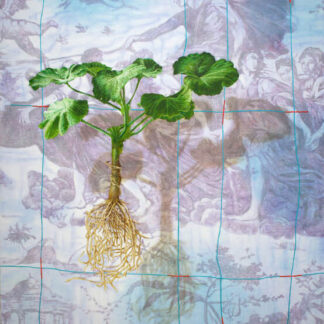 Nikkie Le Nobel - Floating Flowers 3 - Kunstadvies Hanneke Janssen
